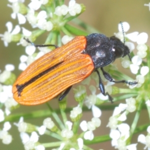 Castiarina erythroptera at Stromlo, ACT - 1 Nov 2023