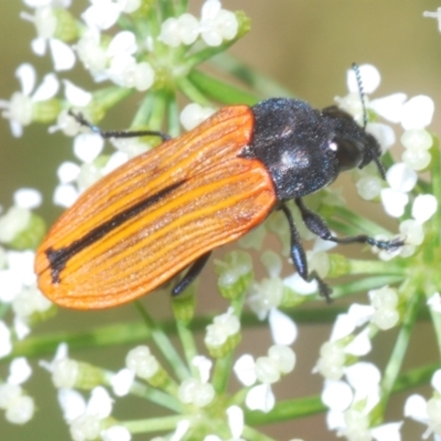Castiarina erythroptera (Lycid Mimic Jewel Beetle) at Stromlo, ACT - 1 Nov 2023 by Harrisi