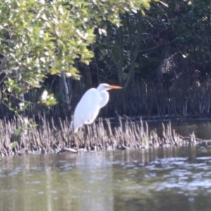 Ardea alba at West Ballina, NSW - 2 Nov 2023 05:45 PM