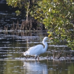 Ardea alba at West Ballina, NSW - 2 Nov 2023 05:45 PM