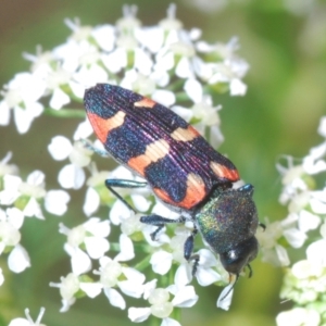 Castiarina sexplagiata at Stromlo, ACT - 1 Nov 2023