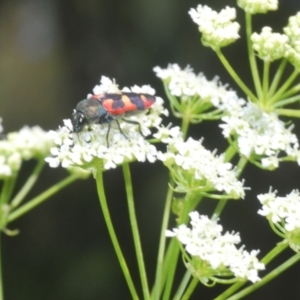 Castiarina sexplagiata at Stromlo, ACT - 1 Nov 2023