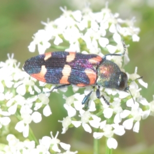 Castiarina sexplagiata at Stromlo, ACT - 1 Nov 2023