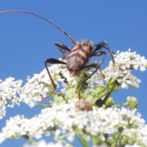 Aridaeus thoracicus at Stromlo, ACT - 1 Nov 2023