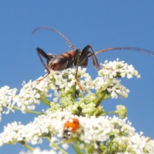 Aridaeus thoracicus at Stromlo, ACT - 1 Nov 2023