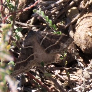 Antasia flavicapitata at Dry Plain, NSW - 30 Sep 2023