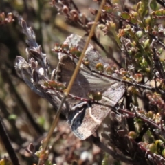 Antasia flavicapitata at Dry Plain, NSW - 30 Sep 2023