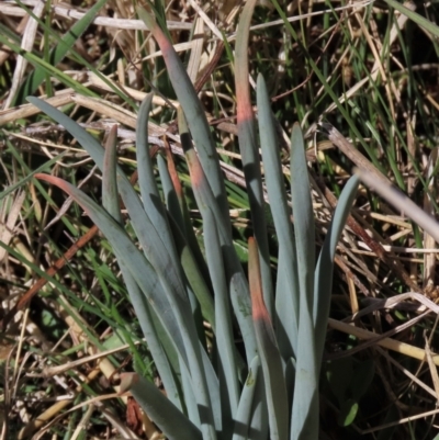 Bulbine glauca (Rock Lily) at Top Hut TSR - 30 Sep 2023 by AndyRoo