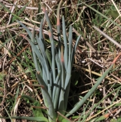 Bulbine glauca at Dry Plain, NSW - 30 Sep 2023 11:41 AM