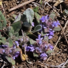 Ajuga australis (Austral Bugle) at Top Hut TSR - 30 Sep 2023 by AndyRoo