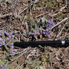 Ajuga australis at Dry Plain, NSW - 30 Sep 2023