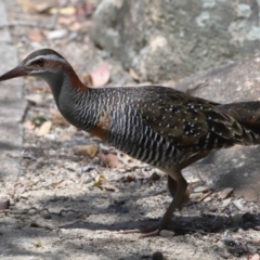 Gallirallus philippensis (Buff-banded Rail) at Capalaba, QLD - 2 Nov 2023 by TimL