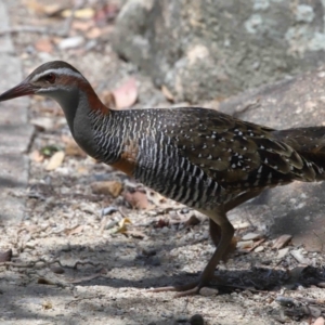 Gallirallus philippensis at Capalaba, QLD - 2 Nov 2023 12:30 PM