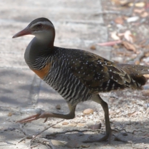 Gallirallus philippensis at Capalaba, QLD - 2 Nov 2023 12:30 PM