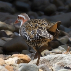 Gallirallus philippensis at Capalaba, QLD - 2 Nov 2023 12:30 PM