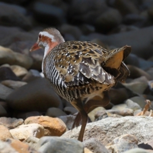 Gallirallus philippensis at Capalaba, QLD - 2 Nov 2023 12:30 PM