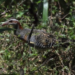 Gallirallus philippensis at Capalaba, QLD - 2 Nov 2023