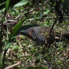 Gallirallus philippensis at Capalaba, QLD - 2 Nov 2023