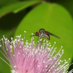 Unidentified Bee fly (Bombyliidae) at Capalaba, QLD - 2 Nov 2023 by TimL