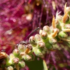 Unidentified Parasitic wasp (numerous families) at Braemar, NSW - 29 Oct 2023 by Curiosity