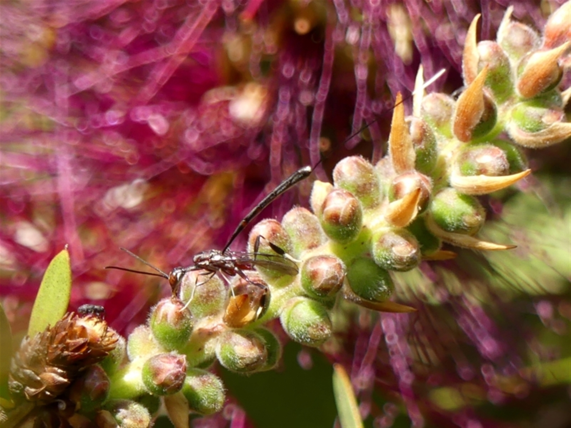 Gasteruptiidae (Family) at suppressed - 30 Oct 2023 10:11 AM