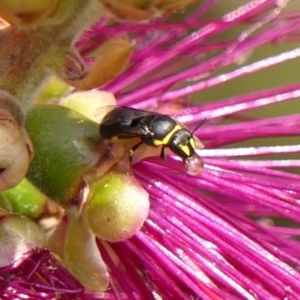 Hylaeus (Gnathoprosopis) amiculinus at Braemar, NSW - 29 Oct 2023