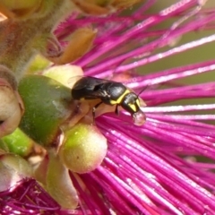 Hylaeus (Gnathoprosopis) amiculinus (Hylaeine colletid bee) at Braemar, NSW - 29 Oct 2023 by Curiosity