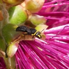 Hylaeus (Gnathoprosopis) amiculinus at Braemar, NSW - 29 Oct 2023 01:02 PM