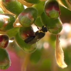 Hylaeus (Gnathoprosopis) amiculinus at Braemar, NSW - 29 Oct 2023