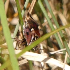 Cermatulus nasalis (Predatory shield bug, Glossy shield bug) at Braemar - 31 Oct 2023 by Curiosity