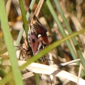 Cermatulus nasalis at Wingecarribee Local Government Area - 31 Oct 2023