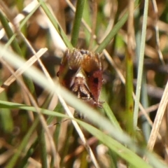 Cermatulus nasalis at Wingecarribee Local Government Area - 31 Oct 2023