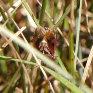 Cermatulus nasalis at Wingecarribee Local Government Area - 31 Oct 2023