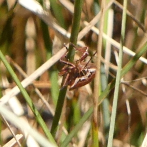 Cermatulus nasalis at Wingecarribee Local Government Area - 31 Oct 2023