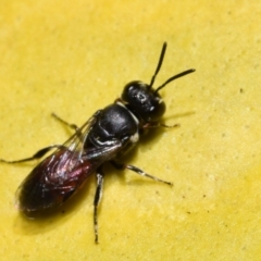 Hylaeus (Prosopisteron) littleri (Hylaeine colletid bee) at Jerrabomberra, NSW - 1 Nov 2023 by DianneClarke