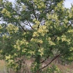 Acacia mearnsii (Black Wattle) at Mount Taylor - 2 Nov 2023 by LPadg