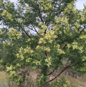 Acacia mearnsii at Tuggeranong, ACT - 3 Nov 2023