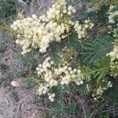 Acacia mearnsii at Tuggeranong, ACT - 3 Nov 2023