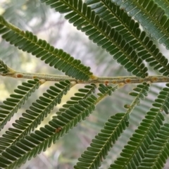 Acacia mearnsii at Tuggeranong, ACT - 3 Nov 2023