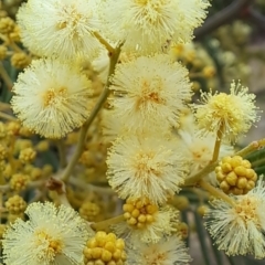 Acacia mearnsii at Tuggeranong, ACT - 3 Nov 2023