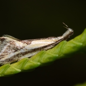 Thema macroscia at Jerrabomberra, NSW - suppressed