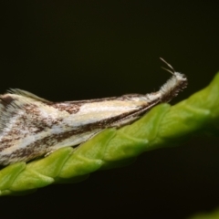 Thema macroscia (A concealer moth) at QPRC LGA - 1 Nov 2023 by DianneClarke