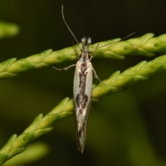 Thema macroscia at Jerrabomberra, NSW - suppressed