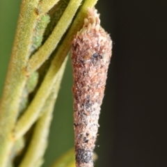 Lepidoscia (genus) IMMATURE (Unidentified Cone Case Moth larva, pupa, or case) at QPRC LGA - 1 Nov 2023 by DianneClarke