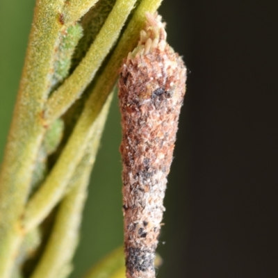 Lepidoscia (genus) IMMATURE (Unidentified Cone Case Moth larva, pupa, or case) at Jerrabomberra, NSW - 1 Nov 2023 by DianneClarke