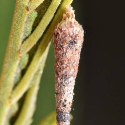 Lepidoscia (genus) IMMATURE (Unidentified Cone Case Moth larva, pupa, or case) at QPRC LGA - 1 Nov 2023 by DianneClarke