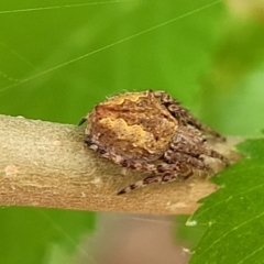 Socca pustulosa (Knobbled Orbweaver) at Lyneham, ACT - 3 Nov 2023 by trevorpreston