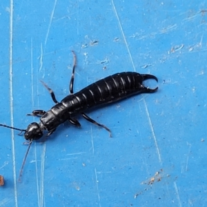 Anisolabididae (family) at Lyneham, ACT - 3 Nov 2023