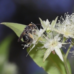 Unidentified Bee (Hymenoptera, Apiformes) at Capalaba, QLD - 2 Nov 2023 by TimL
