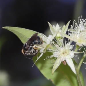 Apiformes (informal group) at Capalaba, QLD - 2 Nov 2023 12:09 PM